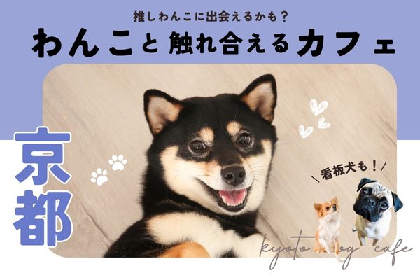 【京都】犬と触れ合える人気犬カフェ6選｜豆柴やパグ専門店も【2024年最新】