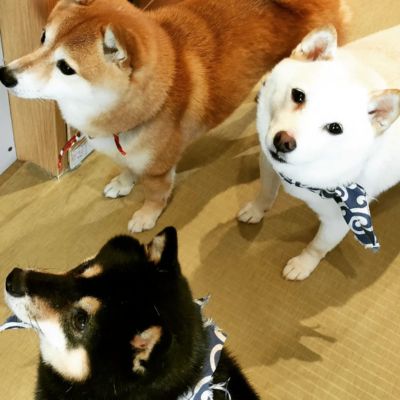 鎌倉乃豆柴カフェ　横浜の犬と触れ合えるカフェ（3）