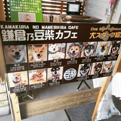 鎌倉乃豆柴カフェ　横浜の犬と触れ合えるカフェ（4）