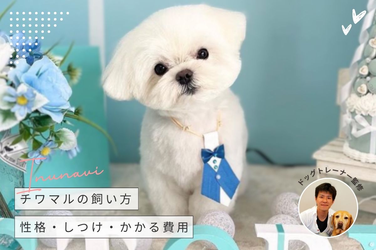 ミックス犬・チワマルの性格は？子犬の値段やブリーダーの選び方も紹介 