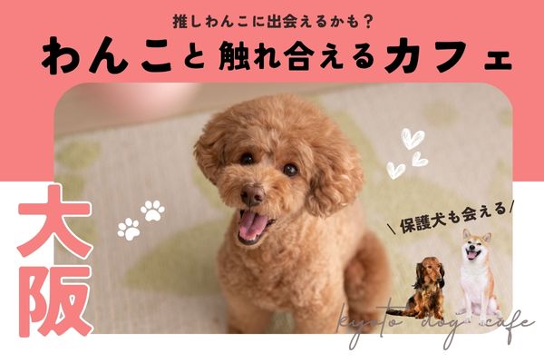【大阪】犬と触れ合える人気犬カフェ12選｜豆柴や短足ワンちゃんも！【2024年最新】
