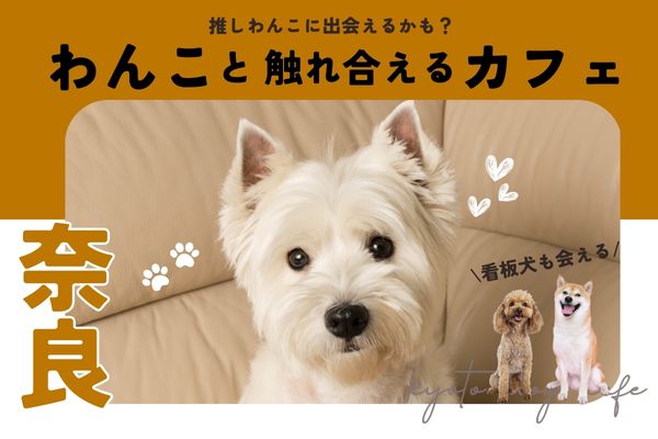 【奈良】犬と触れ合える人気犬カフェ7選｜保護犬や個性豊かな看板犬がいる店も【2024年最新】