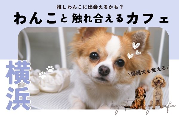 【横浜】犬と触れ合える人気犬カフェ7選｜子犬や豆柴専門カフェも【2024年最新】