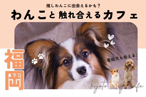 【福岡】犬と触れ合える人気犬カフェ5選｜セラピー犬や子犬のいるお店も【2024年最新】