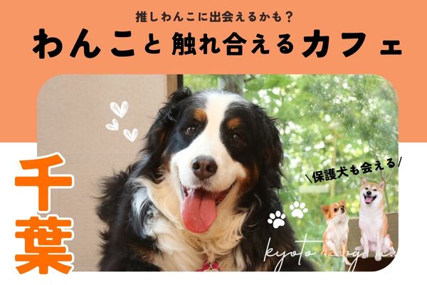 【千葉】犬と触れ合える人気犬カフェ6選｜大型犬専門店や保護犬も【2024年最新】