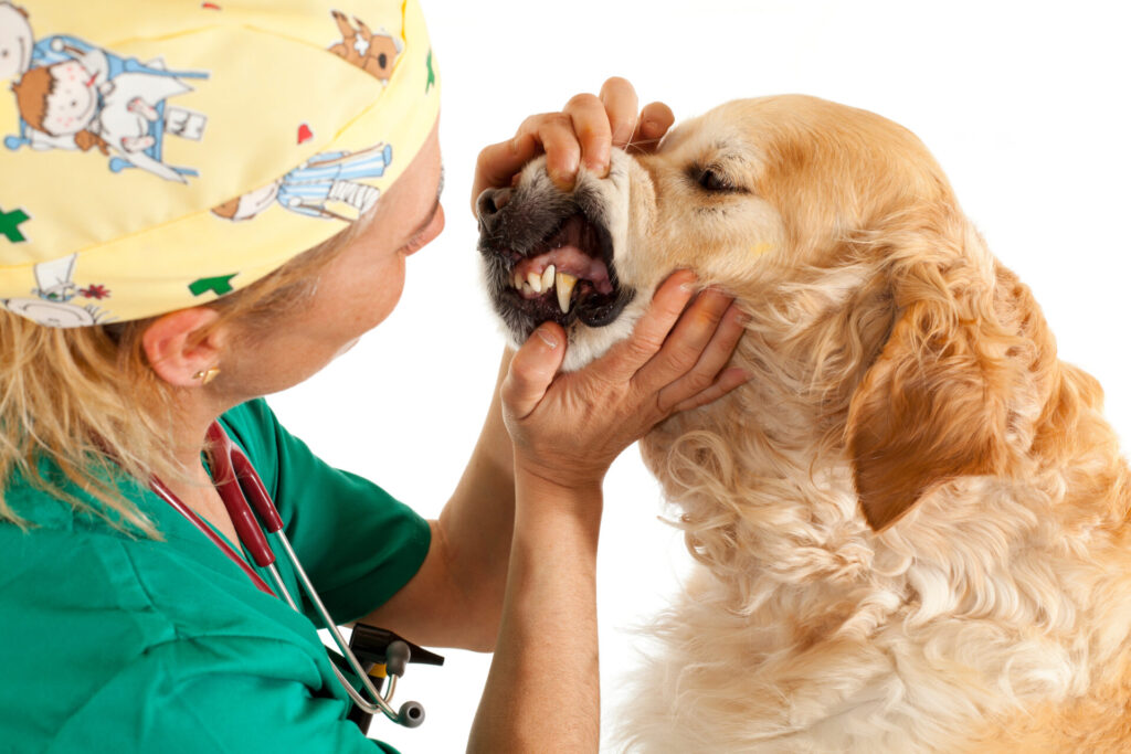 【獣医執筆】犬の歯茎が黒いのはなぜ？考えられる病気や対処法について解説！