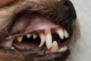 犬の乳歯遺残
