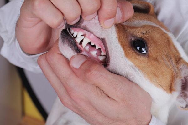 犬の歯茎