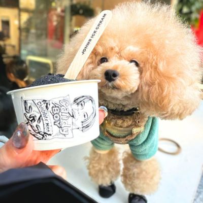 【JOHN'S ICE CREAM TOKYO】＠happy.chan.moco.toypoodle（♡もこもこのもこさん♡）