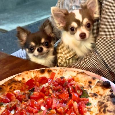 【il Pizzaiolo】＠palpy_chihuahua_パルちゃんとティラちゃん _ Palpy & Tira