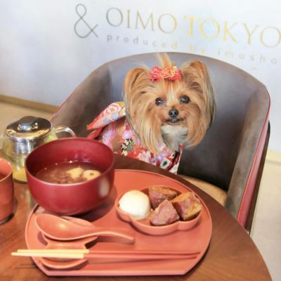 【＆ OIMO TOKYO CAFE 中目黒店】＠chiffon05.12（𝙲𝚑𝚒𝚏𝚏𝚘𝚗 🧸 𝚈𝚘𝚛𝚔𝚒𝚎 𝚐𝚒𝚛𝚕）