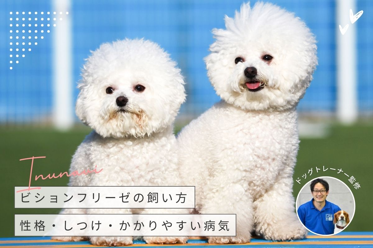 ビション フリーゼ 性格