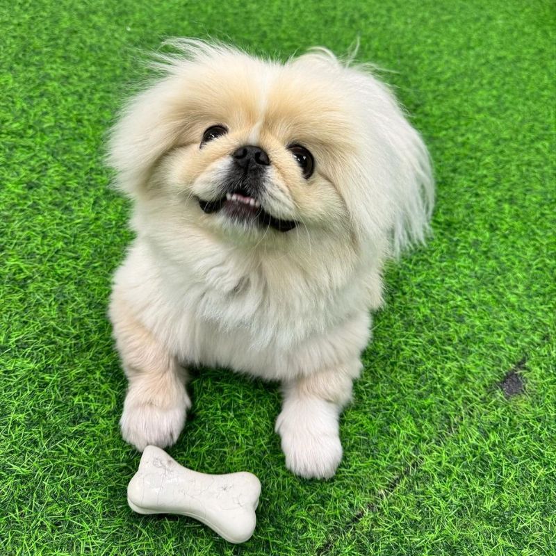 トレーナー監修】ペキニーズの特徴・性格は？子犬の値段やミックス犬の 