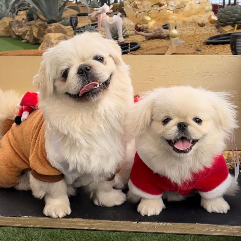 トレーナー監修】ペキニーズの特徴・性格は？子犬の値段やミックス犬の 
