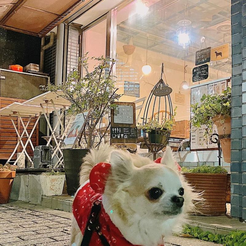 【BOWLS-cafe（ボウルズカフェ）】＠ten_1107（˙˚ʚ-天-ɞ˚˙）新宿のペット同伴OKなドッグカフェ