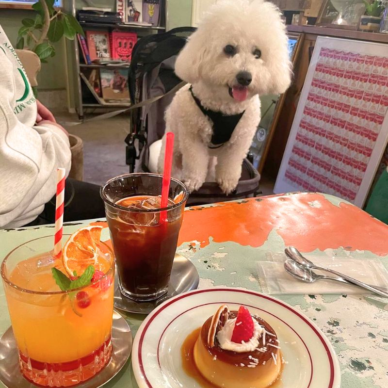 【CAFE secret Window 】@uyu1116_bichon（うゆ ( 우유 )）｜新宿のペット同伴OKなドッグカフェ (2)