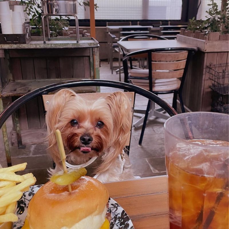 【J.S. BURGERS CAFE 新宿店】@pii_love_pii（ぴぃちゃん🐾）｜新宿のペット同伴OKなドッグカフェ