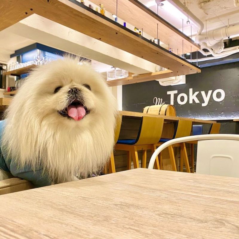 【Mr.Tokyo BURGER’S cafe 】 @aotan_aomaru_あおたん🐶ペキニーズ｜新宿のペット同伴OKなドッグカフェ