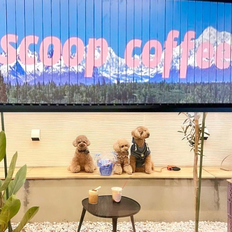 【scoop coffee（スクープコーヒー） 】@heart__0321（ハート君❤️ ERI）｜新宿のペット同伴OKなドッグカフェ