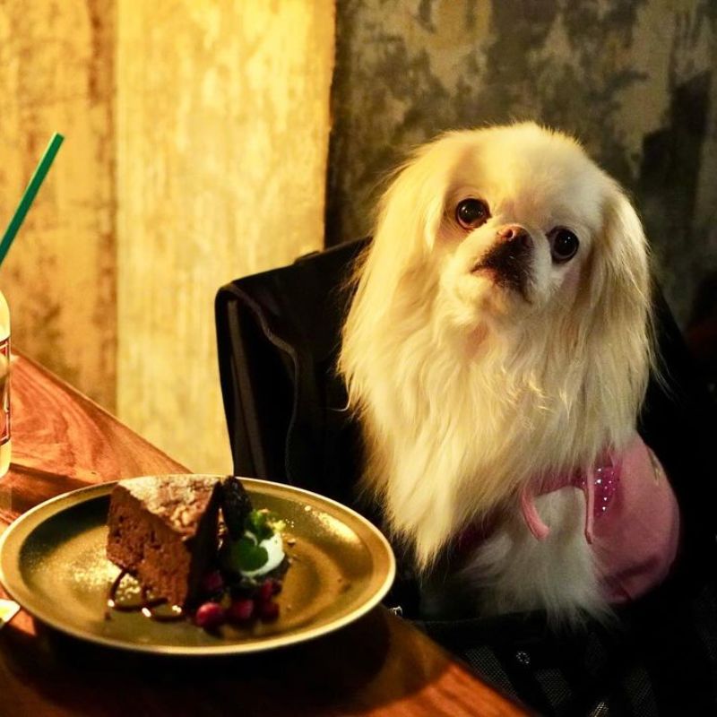 【アナログ新宿 】@anyanpink(ピンク王子ハニーくん🍯) (2)｜新宿のペット同伴OKなドッグカフェ