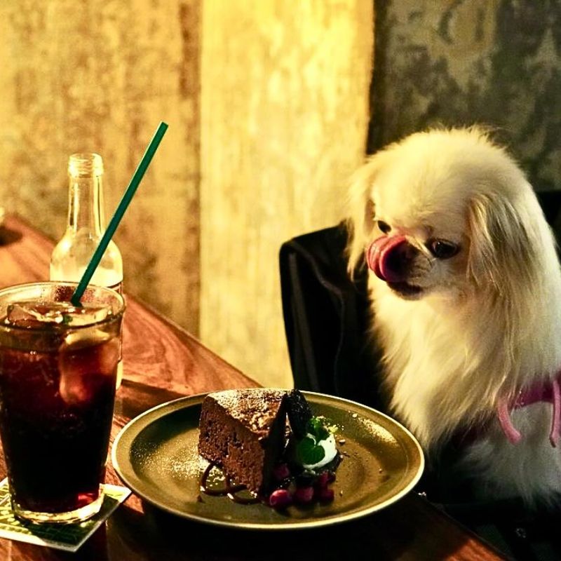 【アナログ新宿 】@anyanpink(ピンク王子ハニーくん🍯)｜新宿のペット同伴OKなドッグカフェ