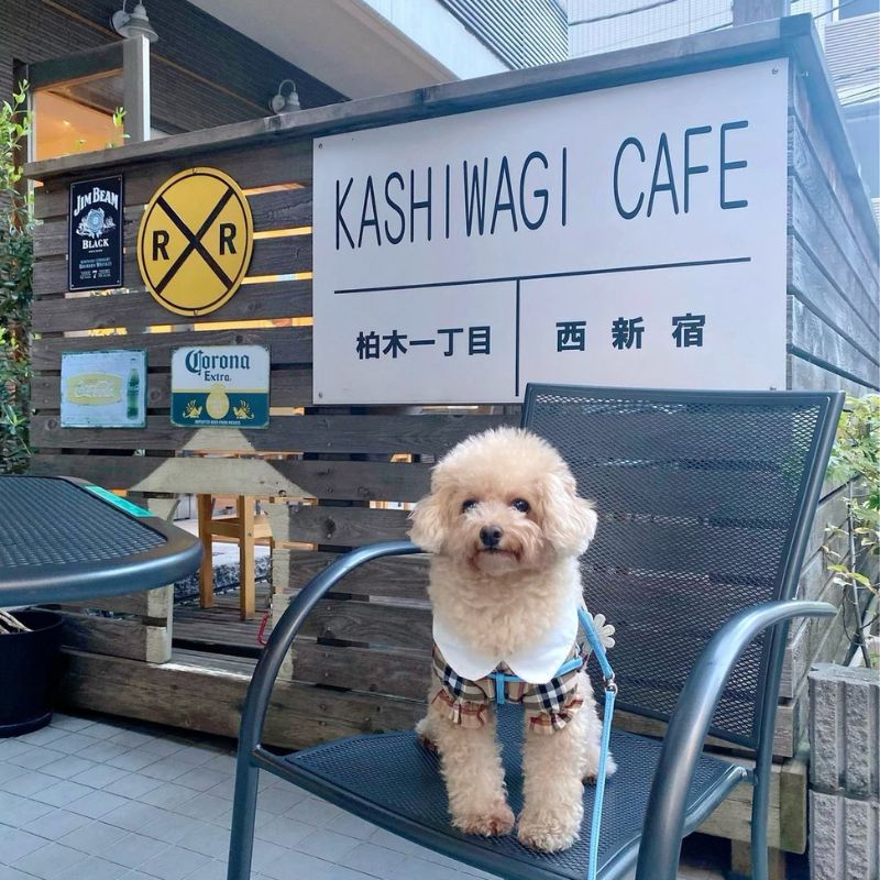 【カシワギカフェ 】@__mytier___（ティア♡）｜新宿のペット同伴OKなドッグカフェ