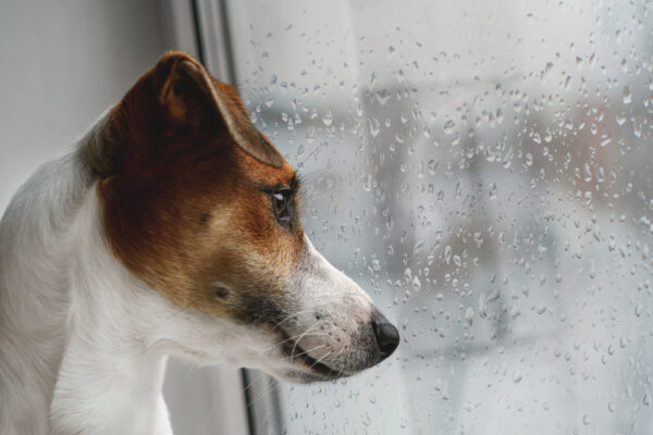 雨を窓越しに見る犬