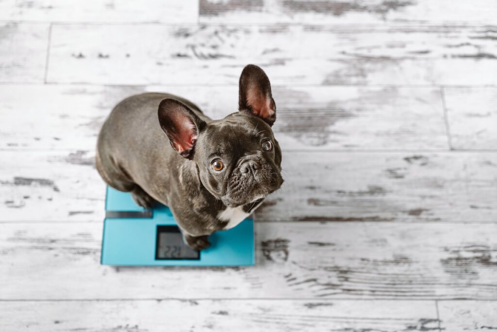 【獣医師監修】フレンチブルドッグの平均体重・子犬の体重推移は？ご飯の量もアンケート調査！