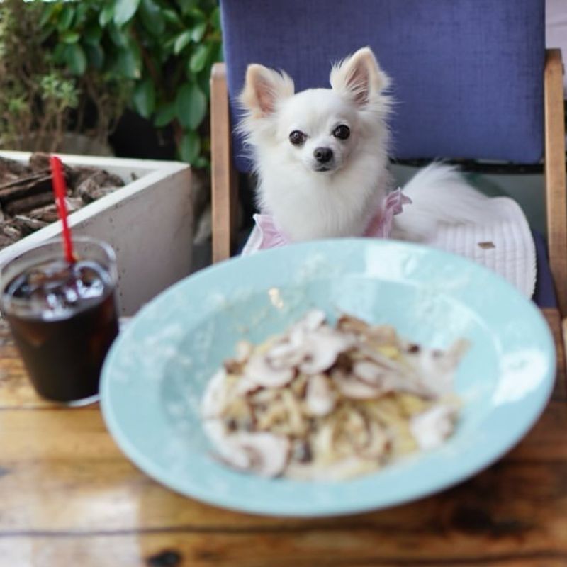 【KNOCK-恵比寿店】＠macarontan_cafe（💟Nozomℹ︎⒩💟）恵比寿のペット同伴OKなドッグカフェ