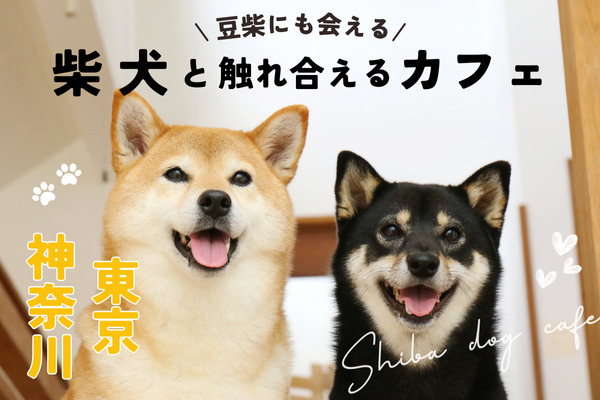 【東京・神奈川】柴犬と触れ合える犬カフェ7選｜小さな豆柴も！【2024年最新】