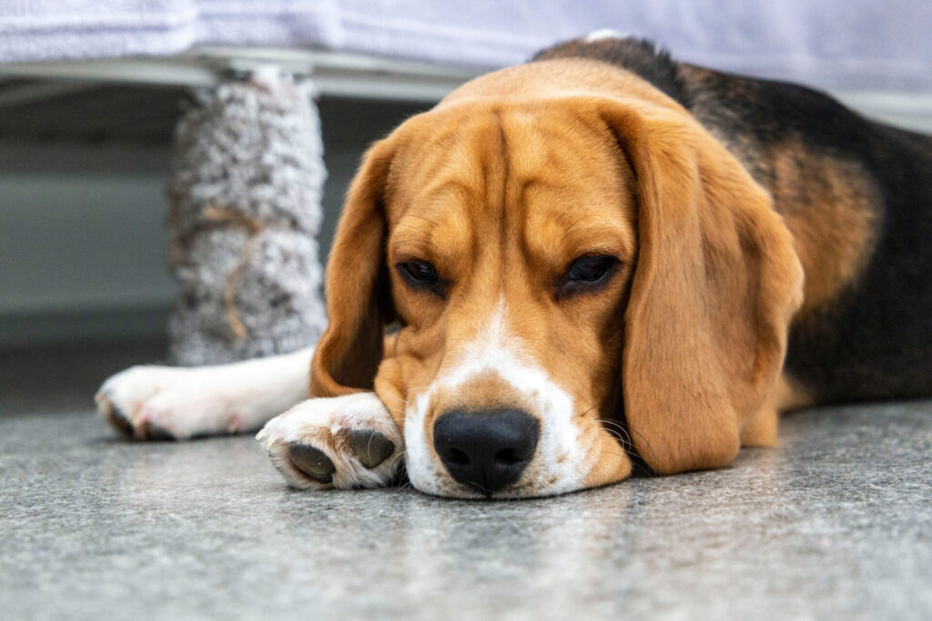 犬の甲状腺機能低下症は治る？症状・原因・治療法【獣医が解説！】