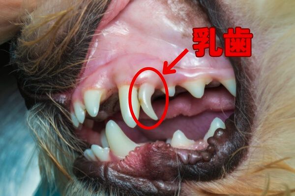 犬の乳歯に関する解説
