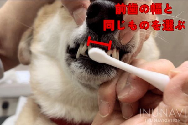 犬の歯ブラシの選ぶ方