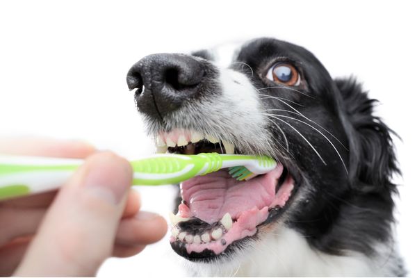 奥歯を磨く犬
