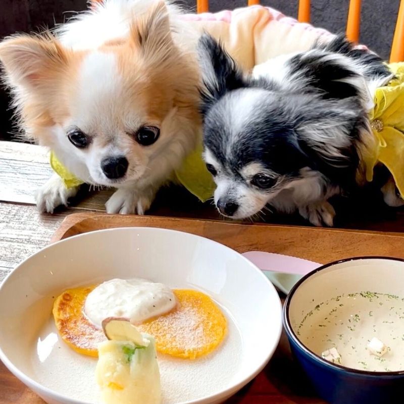 【Super Love Dogs produce by Wa.nomad】＠royg.ram（チワワのロイちゃんとラナちゃん🫧🌷🌸）大阪のペット同伴OKなドッグカフェ