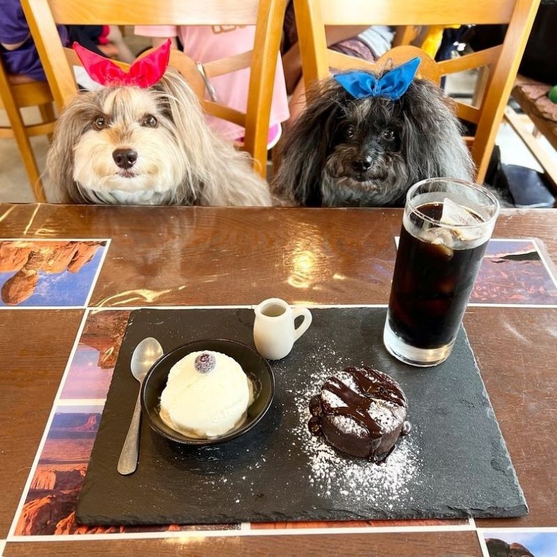 【dog cafe K3】＠cornet.doragee（Cornet & Doragee (コロネとドラジェ)）京都のペット同伴OKなドッグカフェ