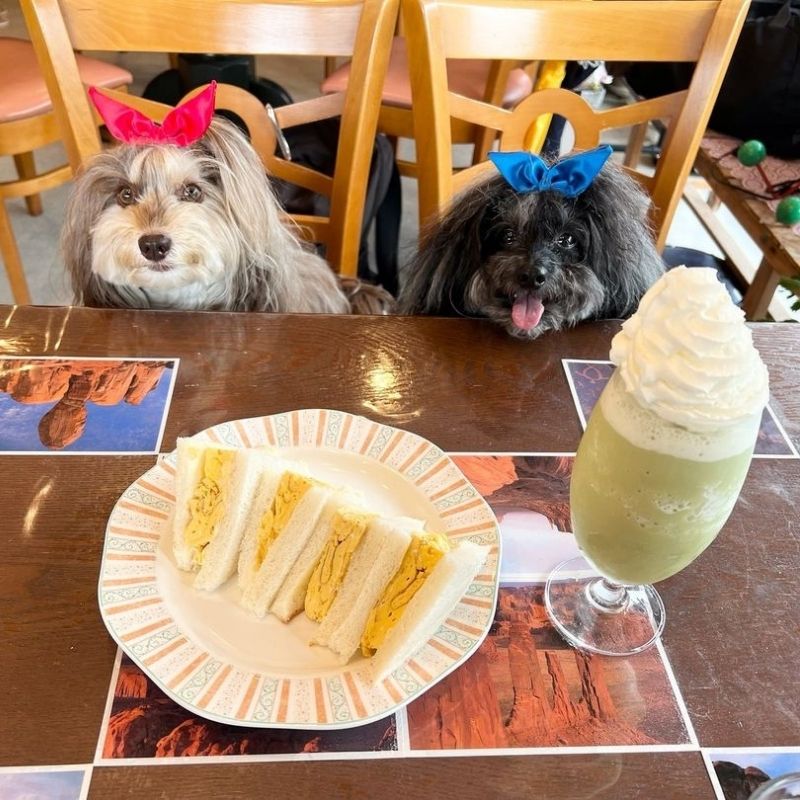 【dog cafe K3】＠cornet.doragee（Cornet & Doragee (コロネとドラジェ)）京都のペット同伴OKなドッグカフェ