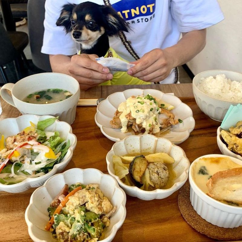 【モグントフント（terras-Cafe-Mog-und-Hund）】＠s_noaleogram（ノアレオ）大阪のペット同伴OKなドッグカフェ