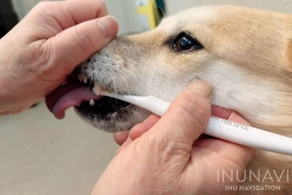 歯の裏側犬歯の方を磨く