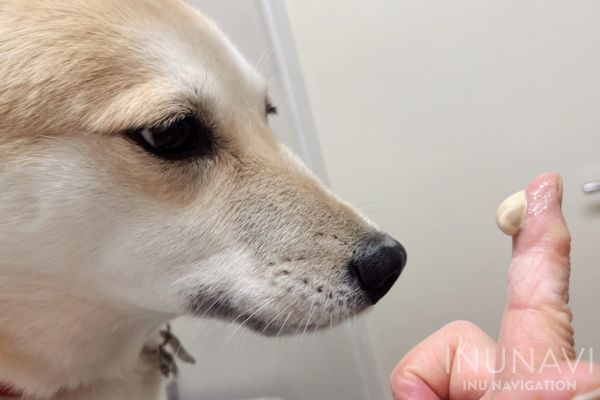 歯磨きペーストを舐める犬