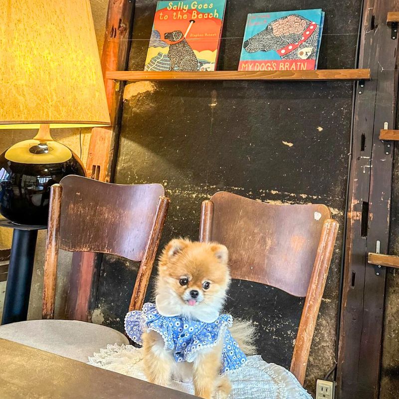 【Dog Cafe（ドッグカフェ）】＠pomuu._.u（𝑝𝑜𝑚𝑢 ෆ¨̮⑅_ぽむたんᰔᩚ）京都のペット同伴OKなドッグカフェ