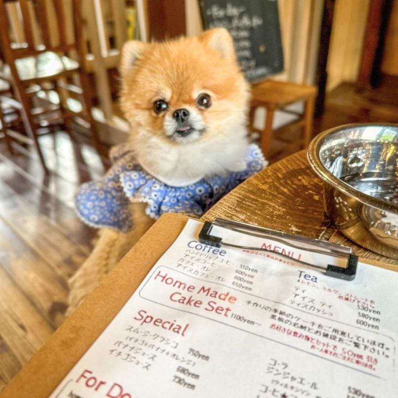 【Dog Cafe（ドッグカフェ）】＠pomuu._.u（𝑝𝑜𝑚𝑢 ෆ¨̮⑅_ぽむたんᰔᩚ）京都のペット同伴OKなドッグカフェ