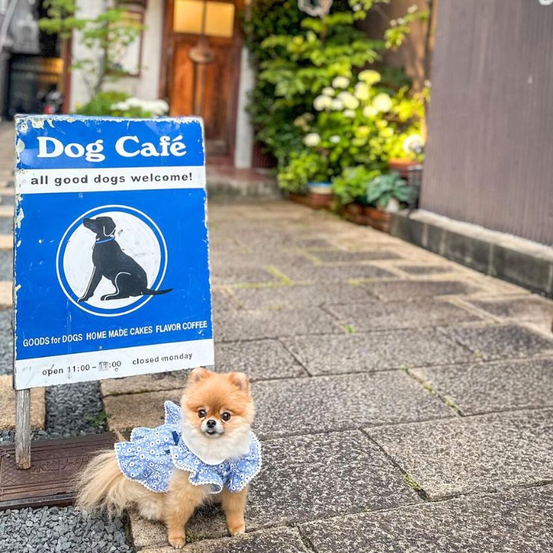 【Dog Cafe（ドッグカフェ）】＠pomuu._.u（𝑝𝑜𝑚𝑢 ෆ¨̮⑅_ぽむたんᰔᩚ）京都のペット同伴OKなドッグカフェ