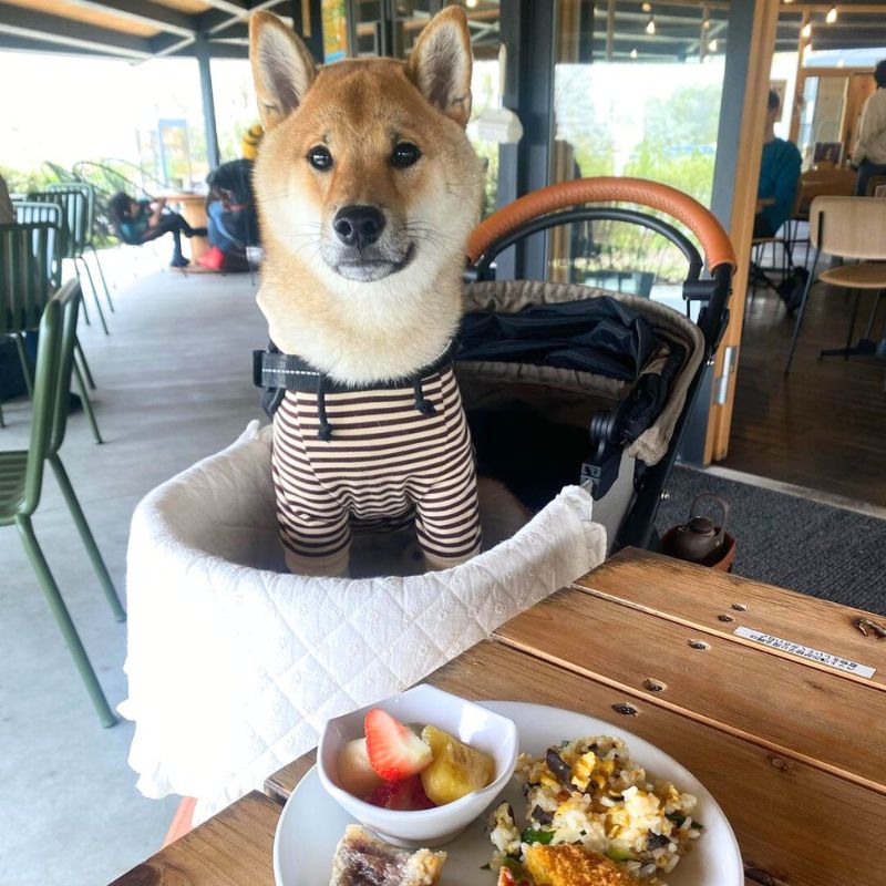 【オバッタベッタレストランマメボシ】＠shibainupurin（柴犬ぷりんくん🍮）名古屋のペット同伴OKなドッグカフェ