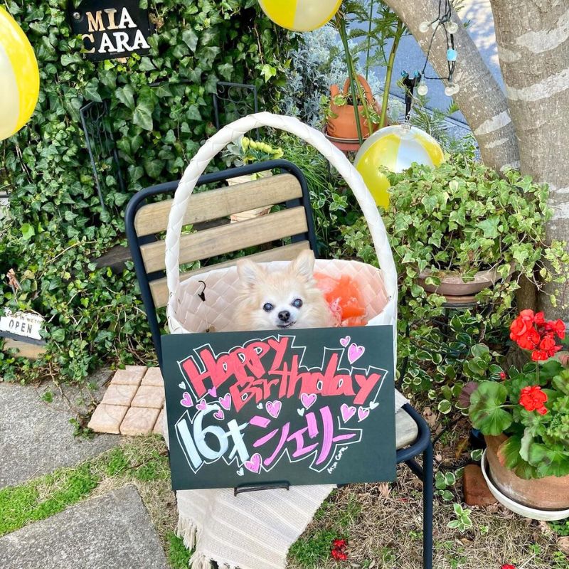 【ミアカーラ dog OK cafe】＠nao_sherry703（🐶NAO&SHERRY💖）千葉のペット同伴OKなドッグカフェ