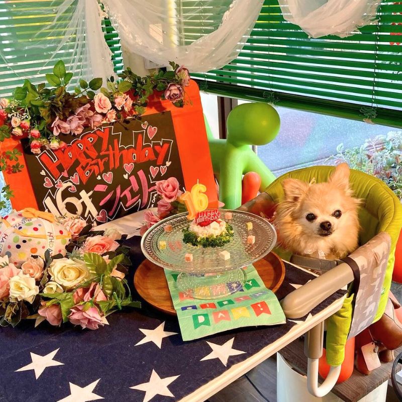 【ミアカーラ dog OK cafe】＠nao_sherry703（🐶NAO&SHERRY💖）千葉のペット同伴OKなドッグカフェ