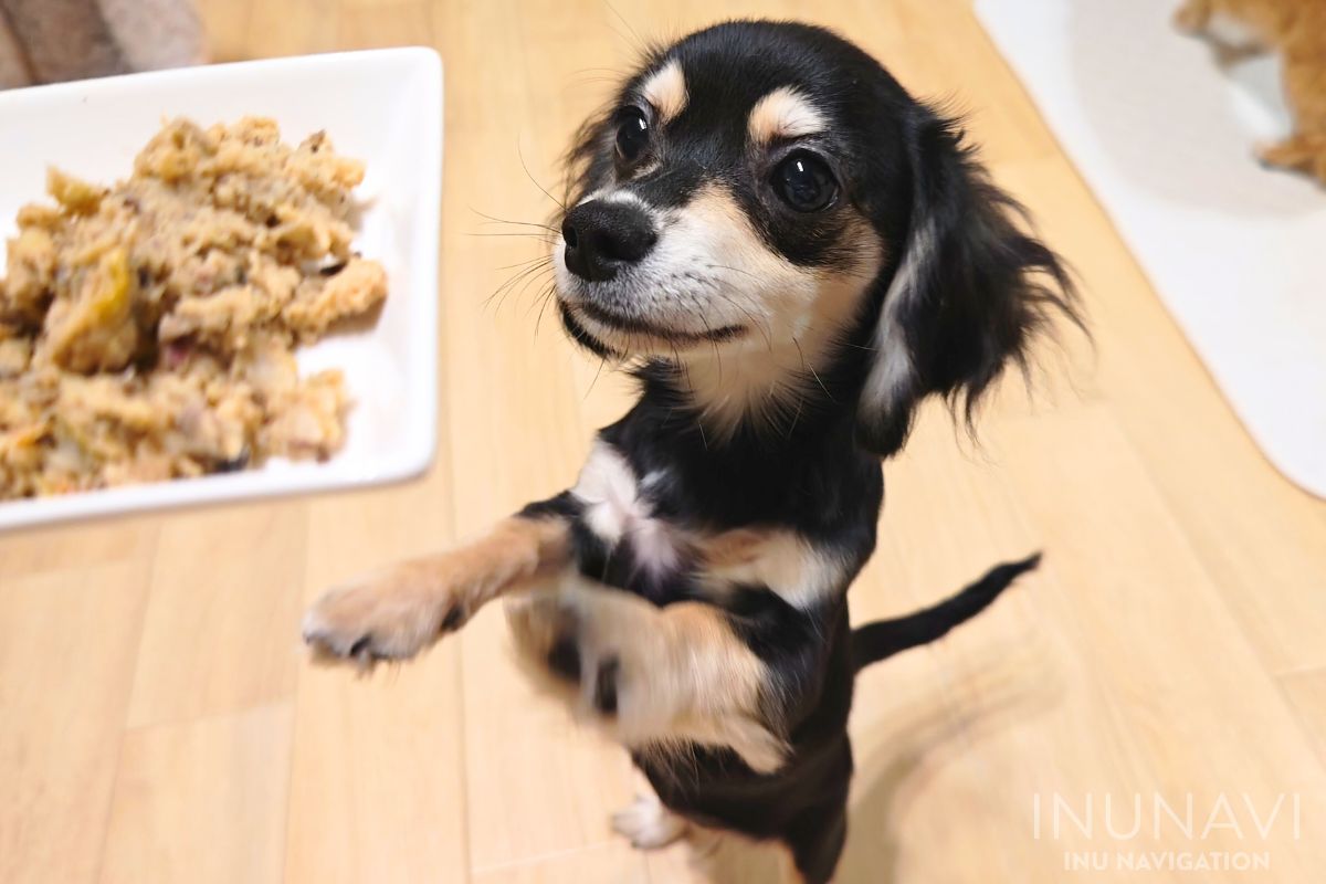 犬猫生活フレッシュフード「犬用手作りごはん」鶏肉と卵と8の彩り野菜を食べたい愛犬