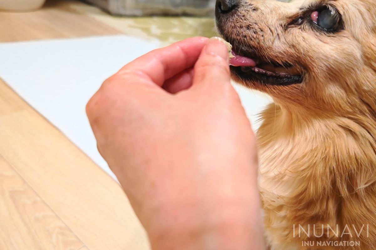 犬猫生活フレッシュフード「犬用手作りごはん」鶏肉と卵と8の彩り野菜を食べる愛犬 (9)