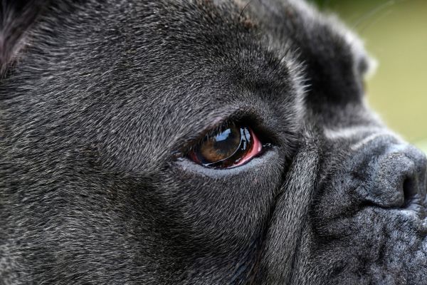 【獣医師執筆】犬の目が赤い・充血しているけど病院行くべき？原因・対処法・チェックポイントを徹底解説