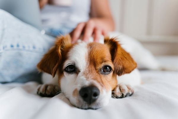 【獣医師執筆】犬が乾燥剤を食べたら危険？誤飲の対処法や受診の目安まで解説
